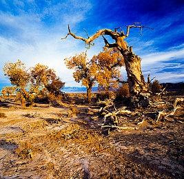 《幻兽帕鲁》首个大型更新樱岛上线 新区域系统等级上限等